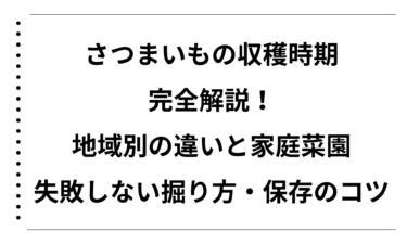 さつまいもの収穫時期を完全解説！地域別の違いと家庭菜園で失敗しない掘り方・保存のコツ